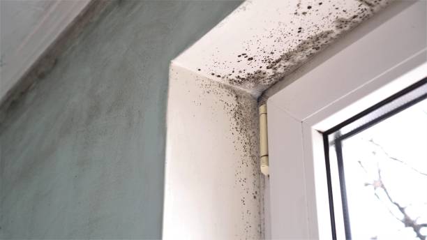 Best Emergency Mold Remediation  in Mvern, AL