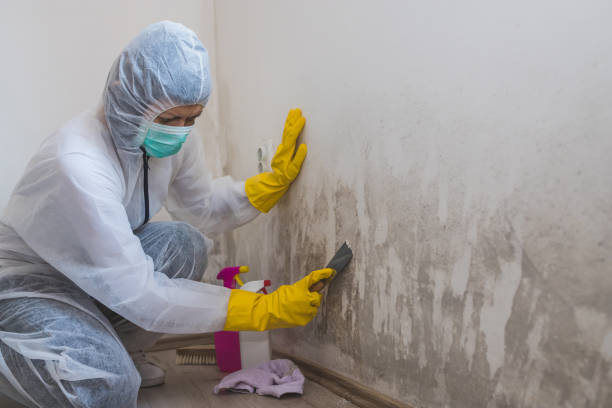 Best Black Mold Removal  in Mvern, AL