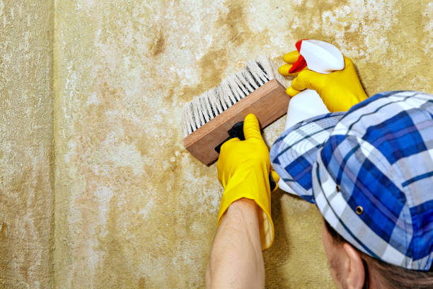 Best Real Estate Mold Inspection  in Mvern, AL