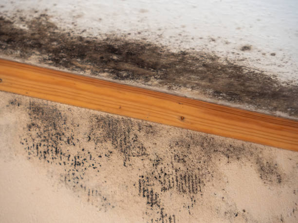 Mold Documentation for Insurance Claims in Malvern, AL