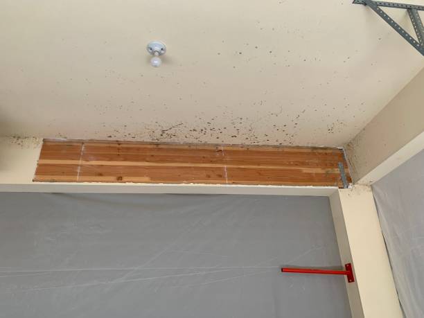 Best Mold Documentation for Insurance Claims  in Mvern, AL