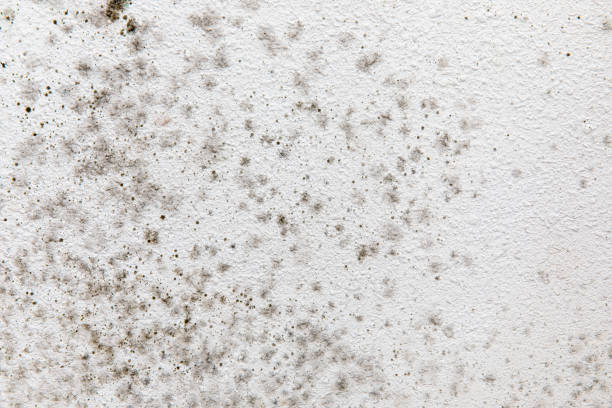 Best Dehumidification Services  in Mvern, AL